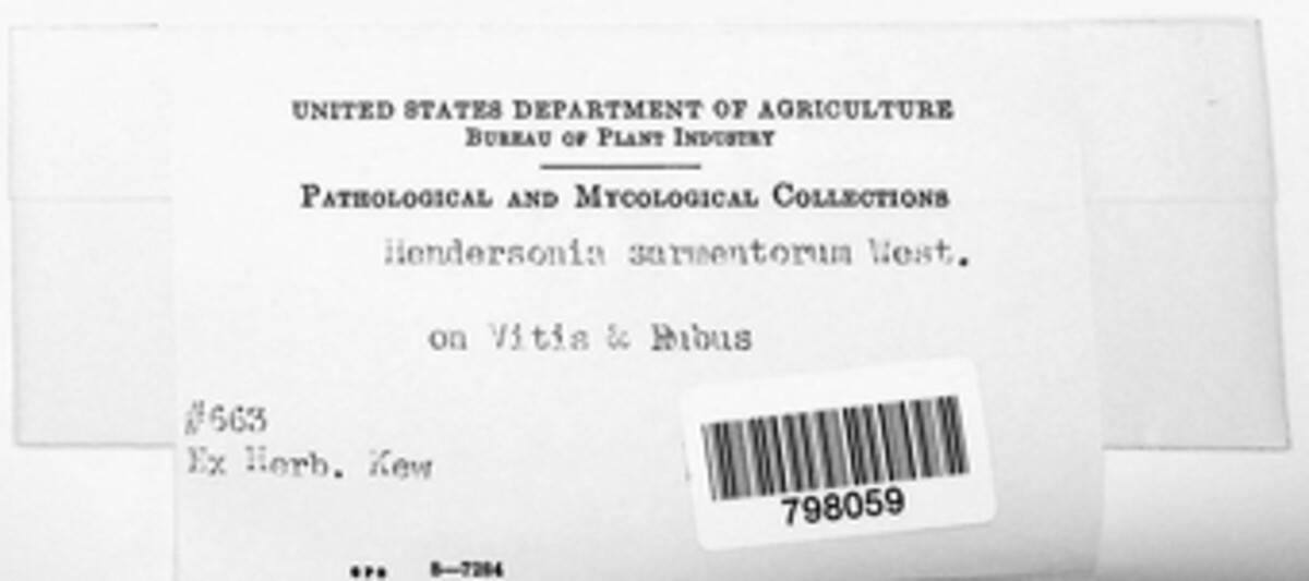 Hendersonia sarmentorum image